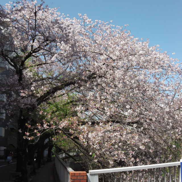 Sakura2019_073