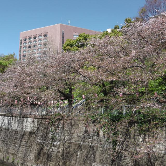 Sakura2019_078
